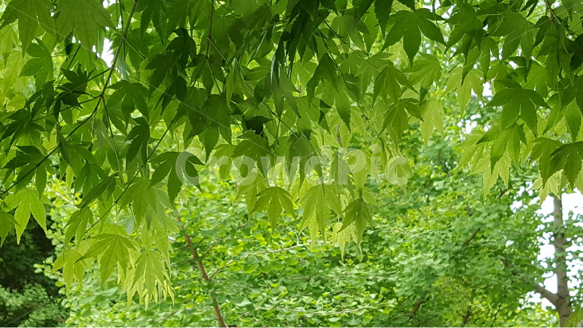 봄,식물,새싹,연두색,단풍나무,식물,자연,plants,nature