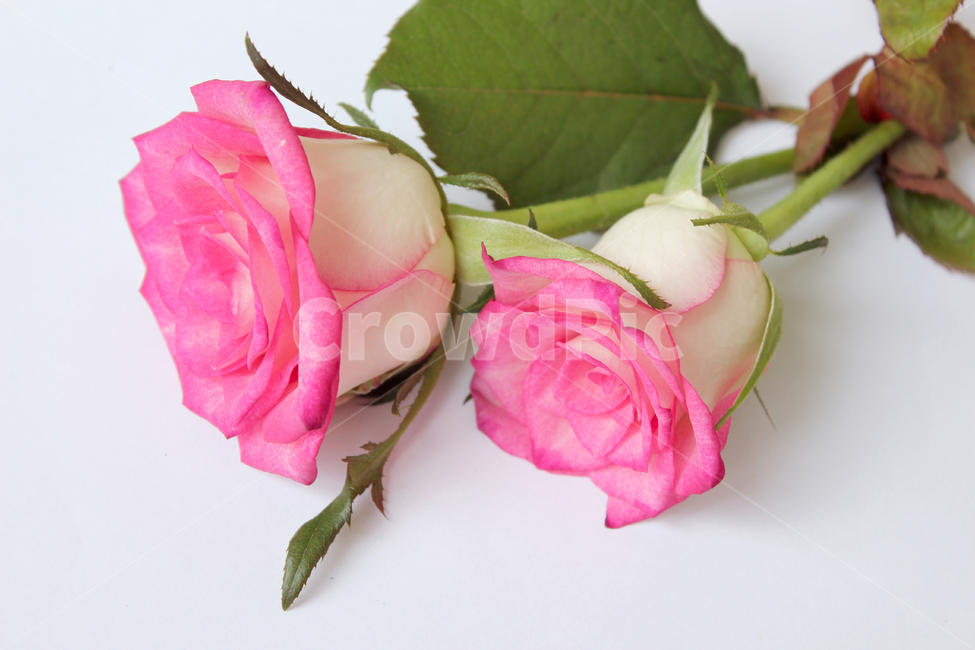 꽃,장미,장미꽃,핑크,생화,rose,flower,pink,신선한,green,leaf,leaves,녹색,그린,잎,나뭇잎,장미잎,탑앵글,식물,사랑,로맨스,love,romantic,두송이,꽃,flower,누끼,remove background