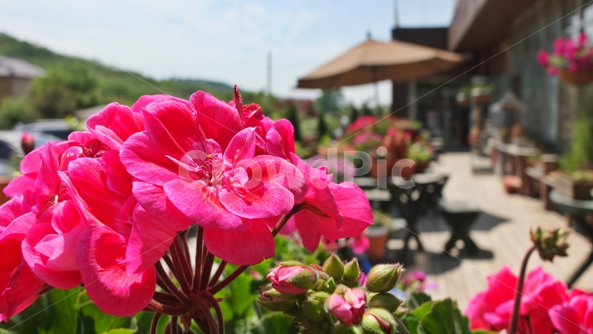 제라늄,식물,꽃,flower,plant,geranium,blossom