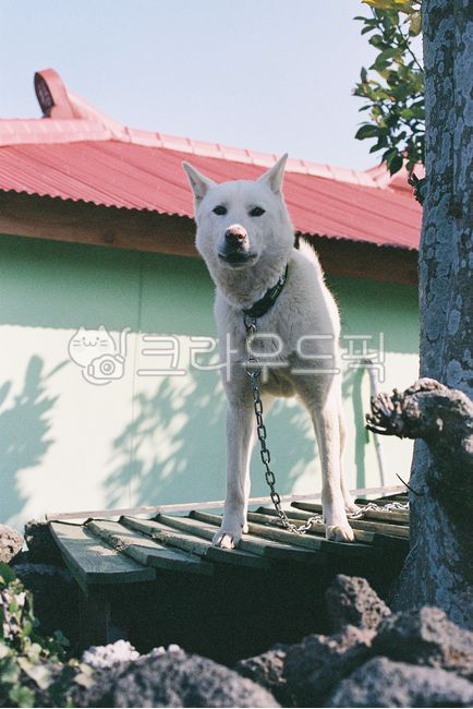 개,dog,진돗개,백구,시골개,흰개,whitedog,pet,애완동물