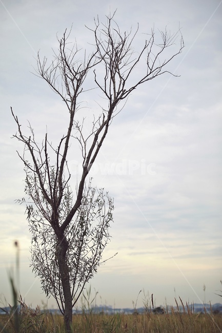 nature,자연,나무,실루엣,tree,초원,구름,나뭇가지
