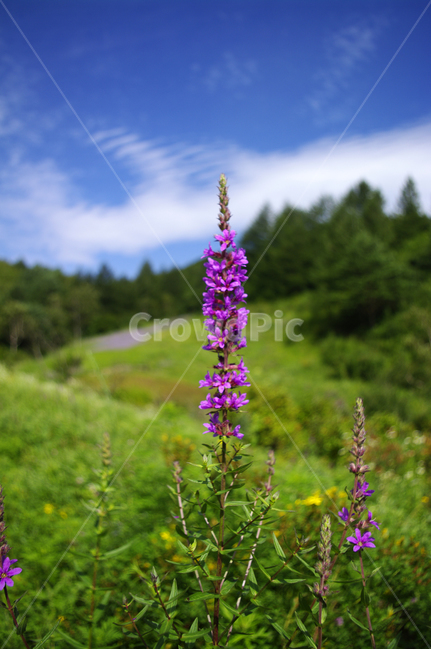 부처꽃,꽃,flower,식물,plant,하늘,구름,식물,자연,plants,nature,꽃,flower