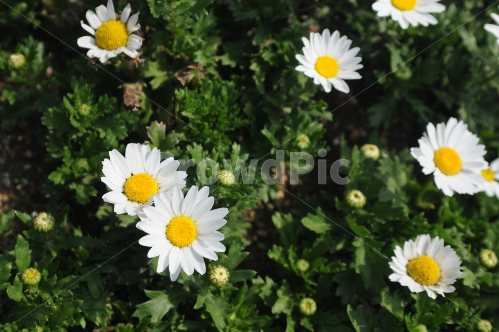 꽃,flower,봄,spring,풍경