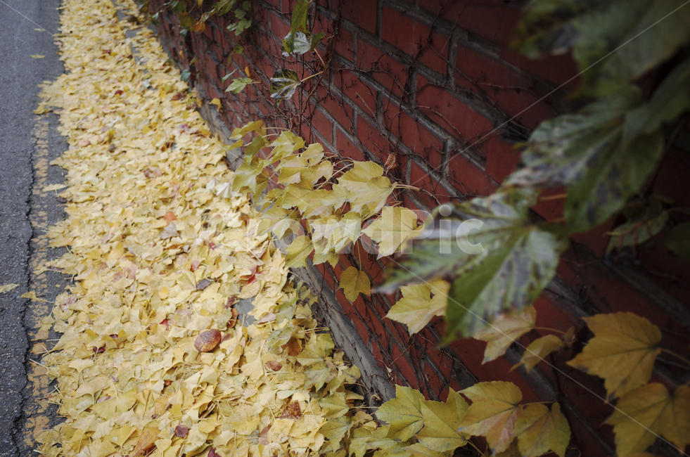 leaf,잎,식물,가을,낙엽,덩쿨,벽,가을,계절,fall,autumn,season