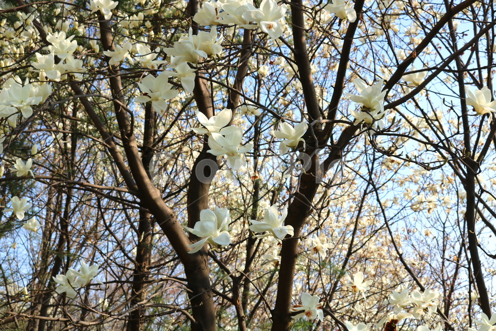 목련,꽃,목련꽃,나무,식물,흰꽃,봄,자연,식물,자연,plants,nature,꽃,flower