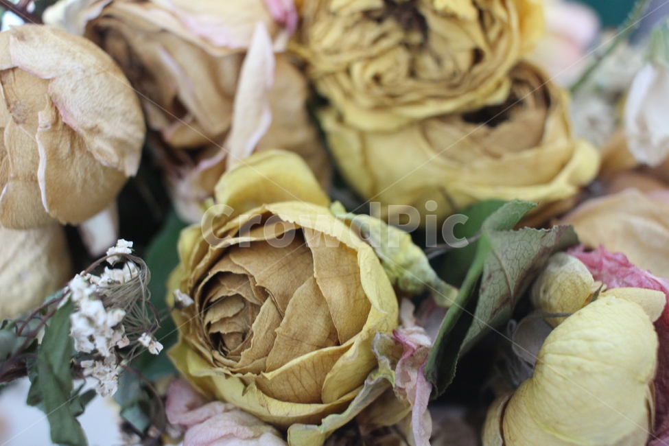 plant,식물,꽃,드라이플라워,장미,rose,flower,꽃다발,노란장미,yellowrose