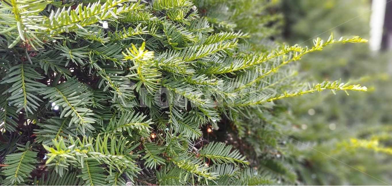 식물,나무,나뭇잎,그린,녹색,자연,green,tree,식물,자연,plants,nature