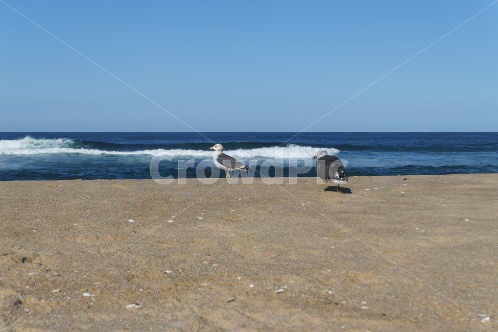 새,동물,animal,seagull,gull,바다,모래,하늘,sky,sea,sand,갈매기,파도,wave,해변,바다,beach,sea,동물,animal,조류,새,birds