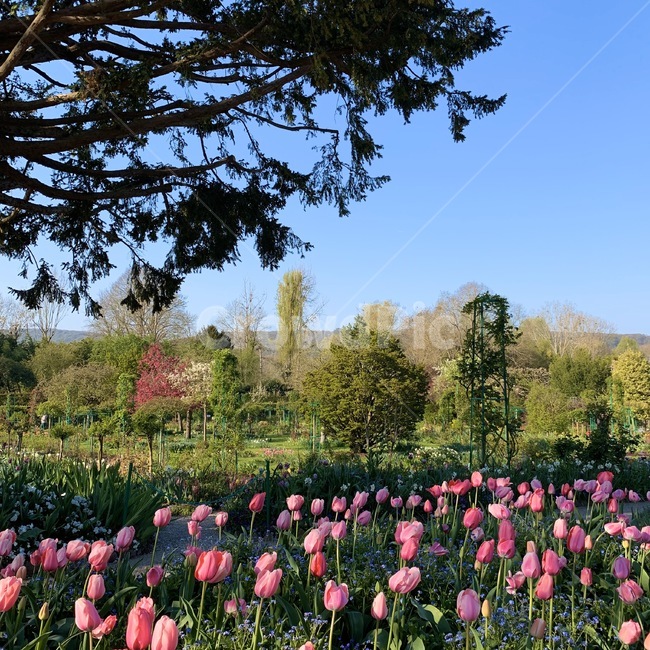 화분,식물,plant,garden,꽃밭,정원,꽃,flower