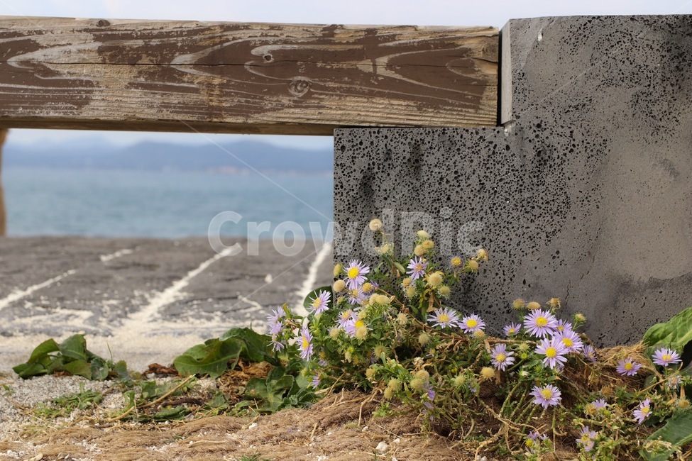 plant,식물,바다,벤치,꽃,식물,자연,plants,nature,꽃,flower