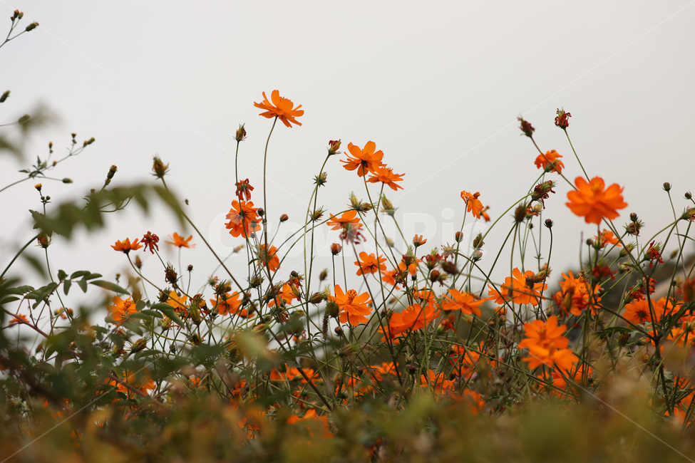 코스모스,줄기,빨강,가을,연분홍,식물,자연,plants,nature,꽃,flower