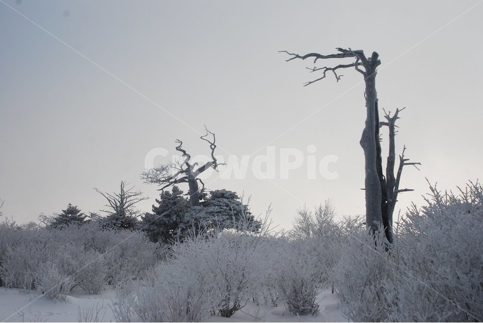 nature,자연,tree,나무,plant,겨울,눈,상고대,눈꽃,태백산,겨울,계절,winter,season,자연,풍경,nature,landscape,outdoors,옥외,식물