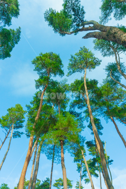 plant,식물,tree,나무,sky,green