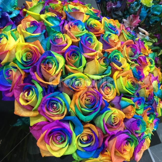 장미,식물,무지개,풍공,꽃,꽃,flower