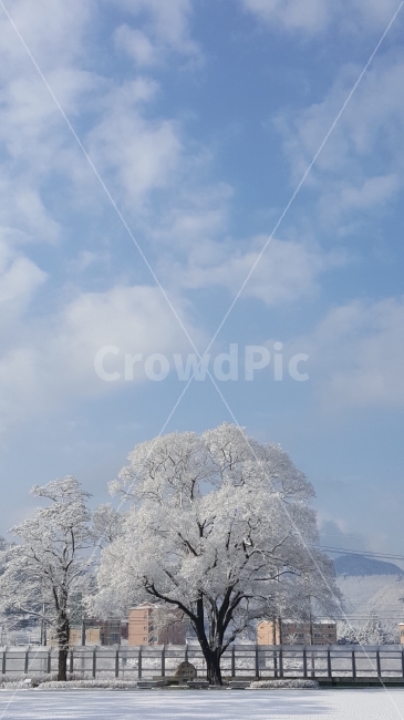 눈꽃,정선,임계,웅장함,꽃샘추위,자연,풍경,nature,landscape,겨울,계절,winter,season,outdoors,옥외