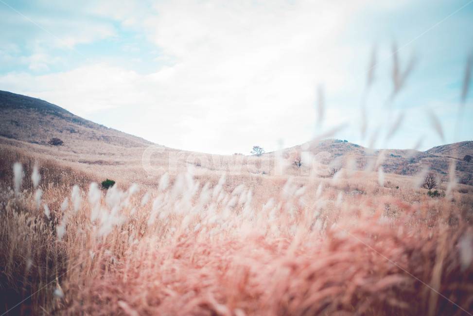 nature,자연,outdoors,옥외,억새,자연,풍경,nature,landscape