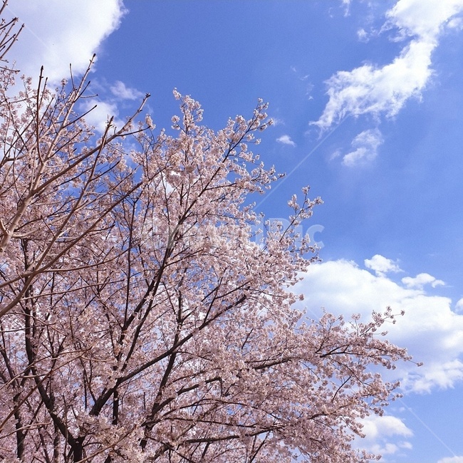 벚꽃,사쿠라,핑크,봄,하늘,봄하늘,몽환,봄,계절,spring,season,자연,풍경,nature,landscape,식물,plants,나무,trees,wood,plant,blossom,꽃,flower