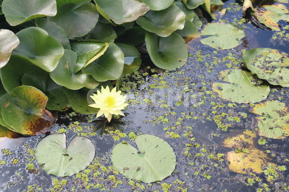 blossom,꽃,flower,수련,plant,식물,lily,식물,자연,plants,nature,꽃,flower