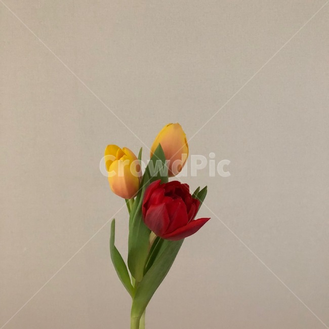 plant,식물,flower,꽃,blossom,flowerarrangement,꽃꽂이,tulip,feeling,sensible,망고튤립,자몽튤립,겹튤립,색감,색채,자연,감성,배경,봄,봄꽃,시즌,이벤트,그림,수채화,컨셉,콘셉,식물,자연,plants,nature,꽃,flower