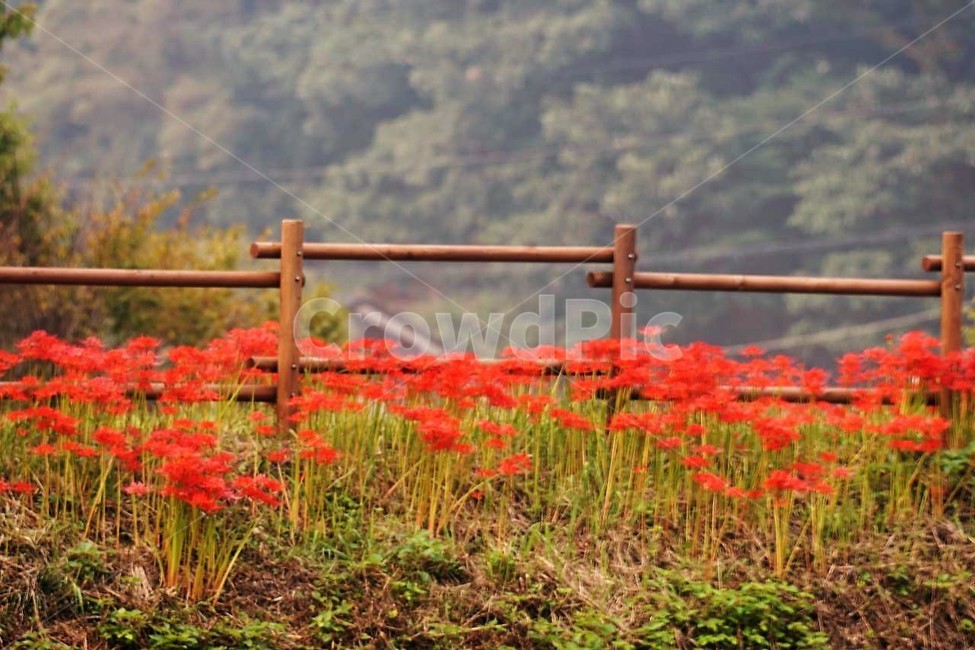 꽃,상사화,꽃무릇,자연,식물,가을,붉은꽃,flower,함평,용천사,nature,나무,울타리,자연,풍경,nature,landscape,식물,plants,꽃,flower,plant,blossom