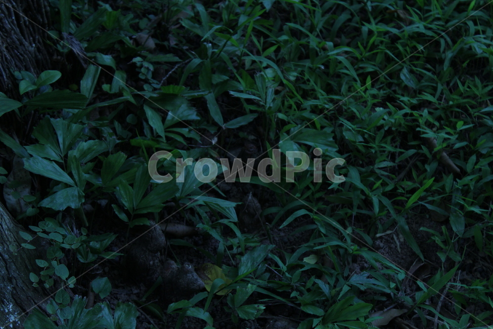 풀,잔디,약초,식물,산,등산,정원,식물,자연,plants,nature