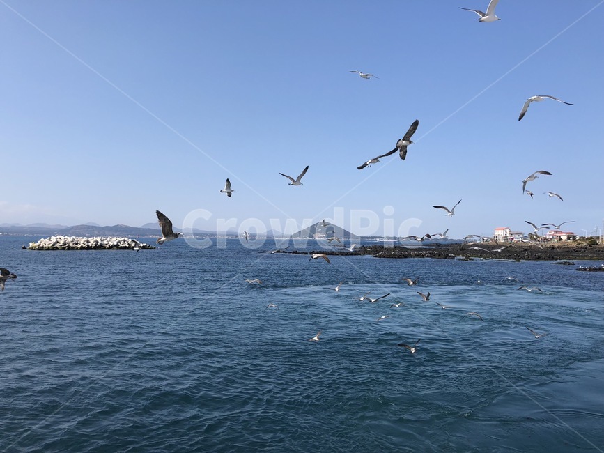 바다,바닷가,푸른,시원한,배경화면,자연,풍경,갈매기,제주도,동물,조류,하늘,푸른하늘,우도,파란색,animal,flying,bird,blue,background,nature,sky,bluesky,맑은,섬,island,ocean