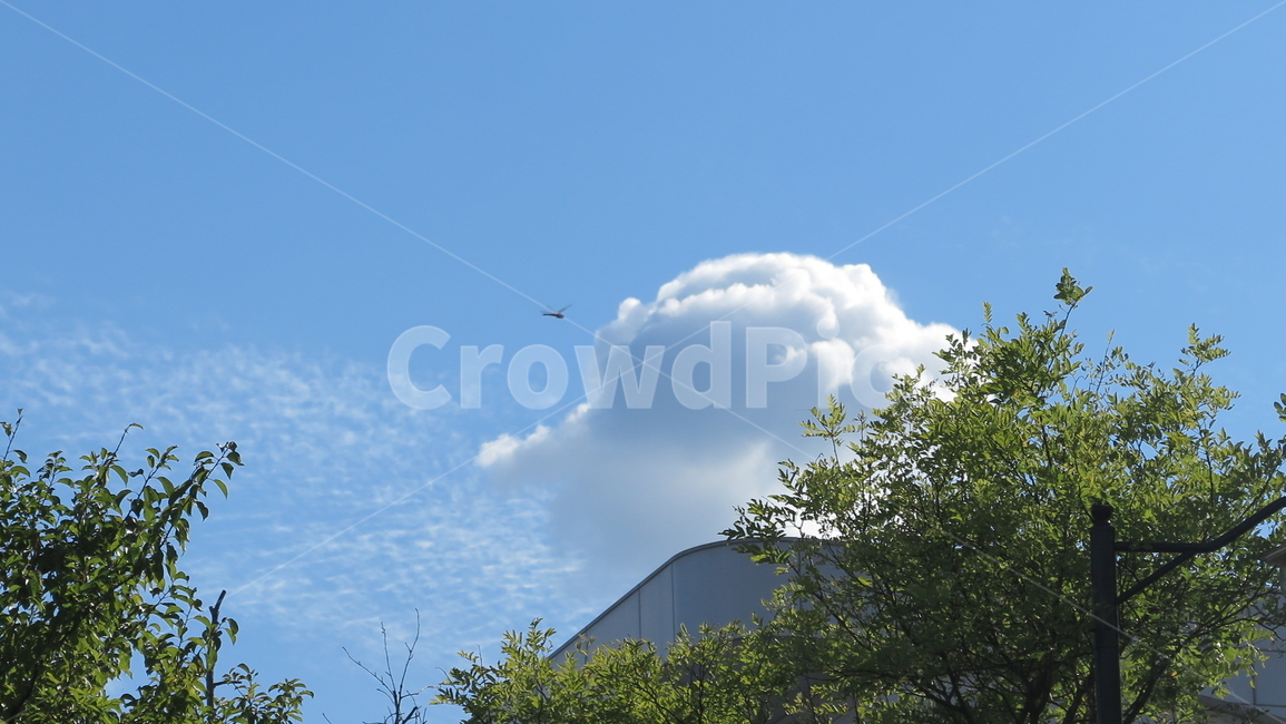 가을,하늘,구름,잠자리,비행,자연,풍경,nature,landscape,outdoors,옥외,weather,날씨