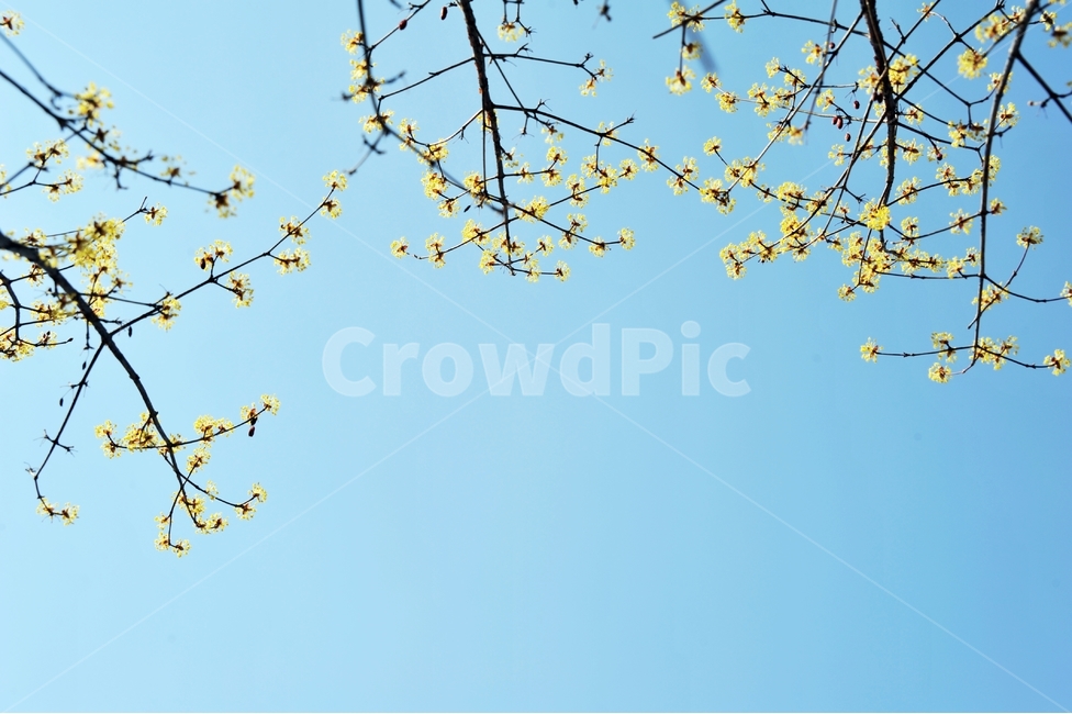 하늘,파란하늘,노란꽃,산수유,봄,봄꽃,나무,식물,배경,봄,계절,spring,season,식물,자연,plants,nature,꽃,flower