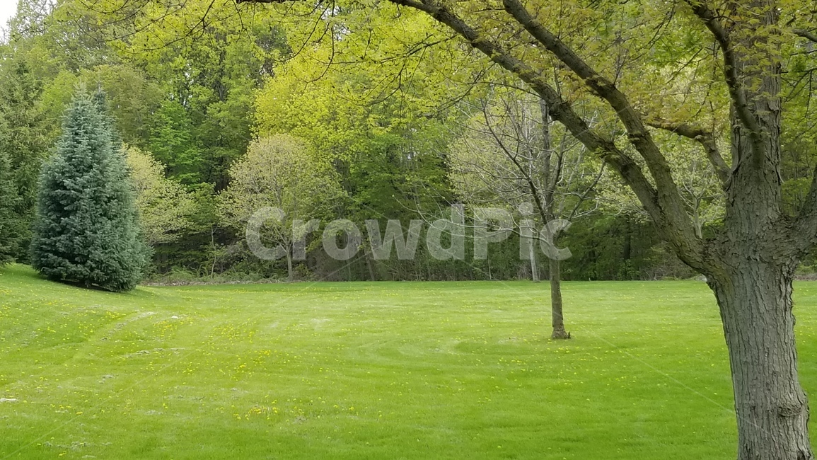 잔디,나무,공원,park,grass,plant,식물,옥외,outdoors,lawn,녹색,녹색공원,숲,자연,풍경,nature,landscape