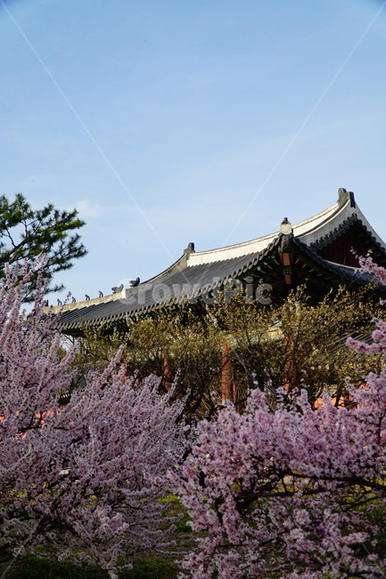 창덕궁,한국,korea,대한민국,서울,seoul,고궁,궁전,궁궐,조선,조선시대,조선왕조,왕궁,한옥,한국적인,한국문화,문화,한국전통,전통,문화재,전통문화,지붕,처마,담청,풍경,landscape,자연,nature,역사,히스토리,history,봄,봄꽃,spring,4월,april,기와,왕실,palace,changdeokgung,한국자연,한국풍경,나무,tree,하늘,sky,한국전통,한국문화,korean traditional,korean culture,식물,자연,plants,nature,꽃,flower,건축물,건물외관,exterior,building,structure,architecture,construction