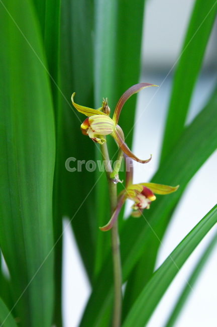 식물,꽃,blossom,flower,plant,초록,잎,잎사귀,난