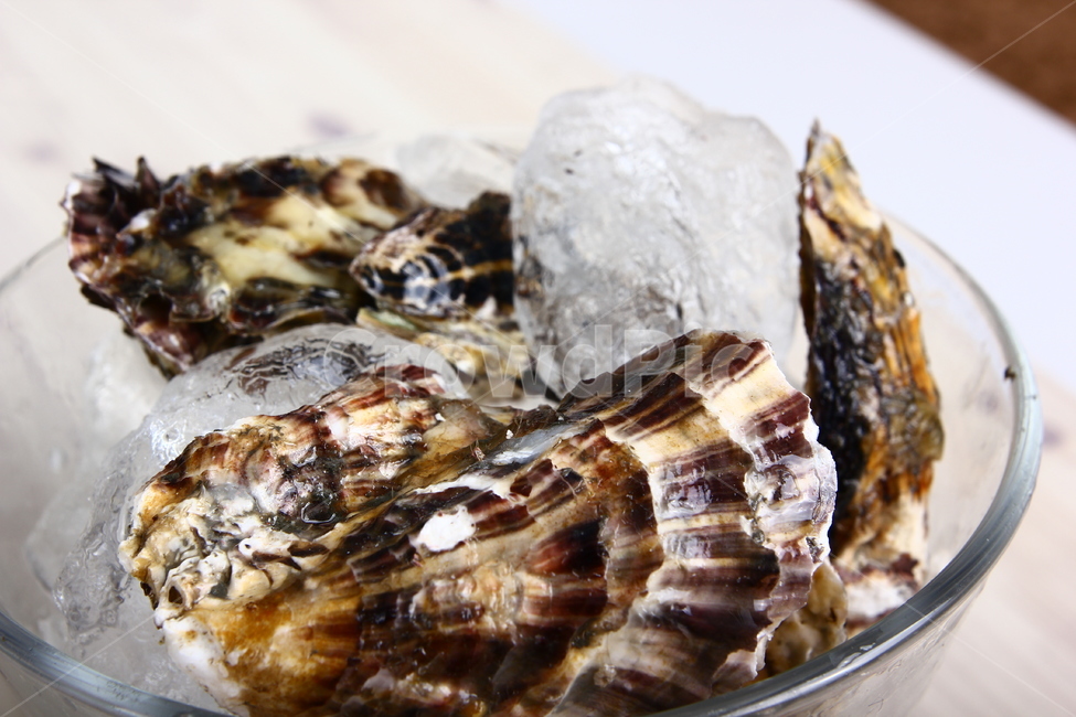 석화,굴,생굴,해산물,조개,신선,싱싱,음식,식품,dish,oysters,seafood,shellfish,fresh,crispy,food,음식,식재료,요리,food,cook,meal,dishes,food reserves,수산물,해산물,fishery products,seafood