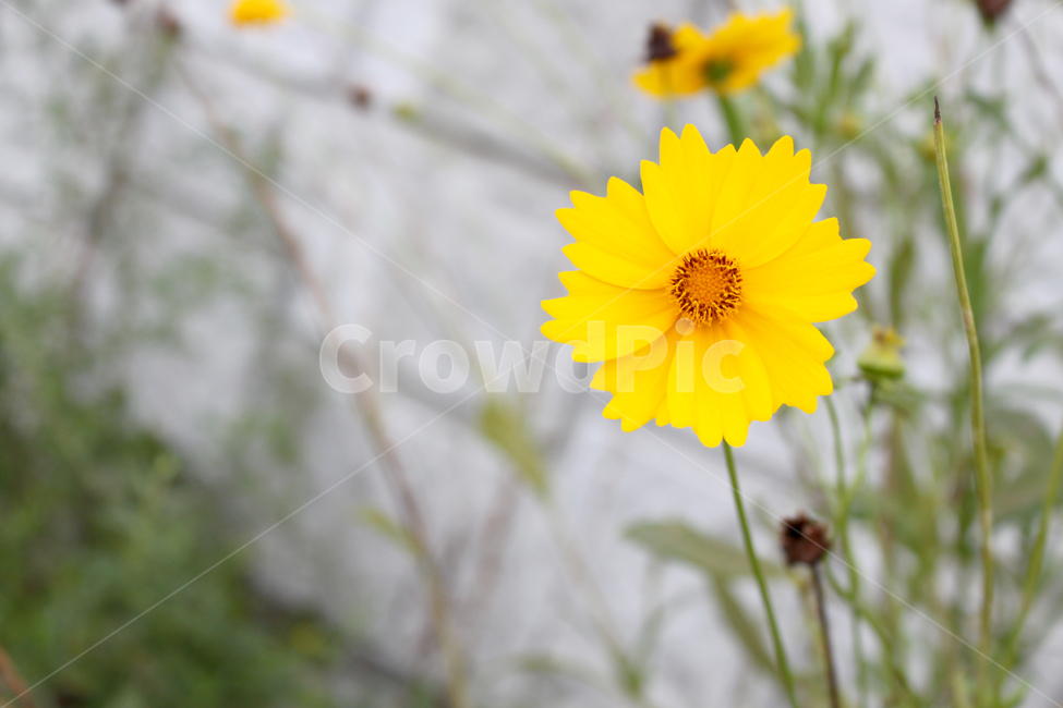 꽃,노란꽃,식물,향기,flower,자연,봄,여름,가을,공원,화단,화분,플라워,노란색,garden,floral,botany,blooming,식물,자연,plants,nature,꽃,flower