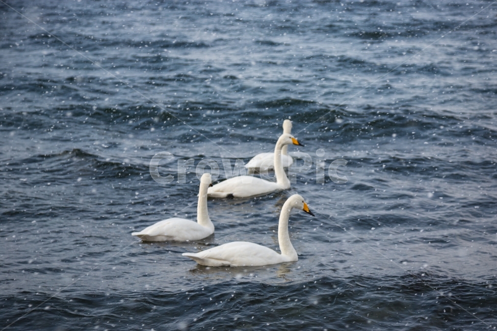 자연,풍경,조류,고니,백조,호수,백조가족,겨울,겨울,계절,winter,season,동물,animal,조류,새,birds