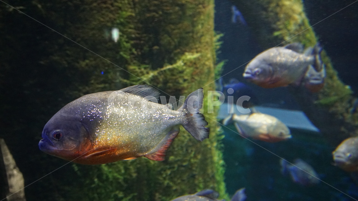 물고기,어류,수족관,동물,헤엄,수조,fish,아쿠아리움,동물,animal,어류,물고기,fish