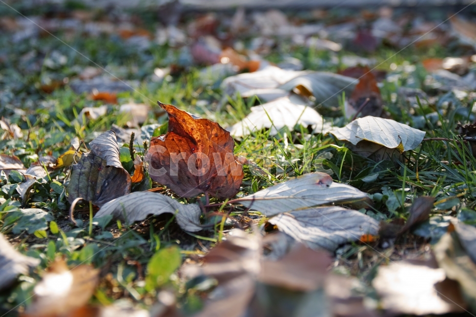 가을,낙엽,햇빛,따뜻함,단풍,가을,계절,fall,autumn,season,식물,자연,plants,nature,감성,sensible,feeling,plant,leaf,잎,ground,바닥