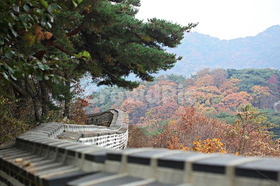 남한산성,성,성곽,단풍,낙엽,길,둘레길,숲,숲길,담,돌담,가을,자연,풍경,벽,울긋불긋,산성,식물,가을,계절,fall,autumn,season