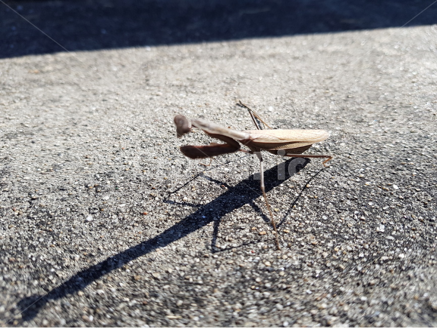 자연,사마귀,곤충,접사,mantis,갈색사마귀,동물,animal,곤충,벌레,insect,bug