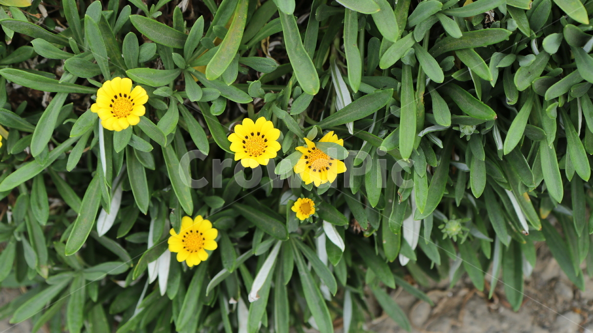 plant,식물,blossom,꽃,flower,jeju,제주,제주도,제주꽃,노란꽃,자연,초록,노랑,yellow,green,nature,식물,자연,plants,nature,꽃,flower