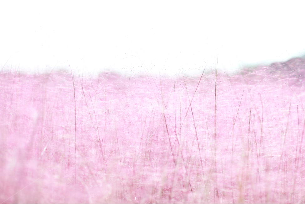 핑크뮬리,핑크,식물,꽃,pink,가을,계절,fall,autumn,season,색깔,색상,색채,색감,color sense,color sensitivity,feeling of color
