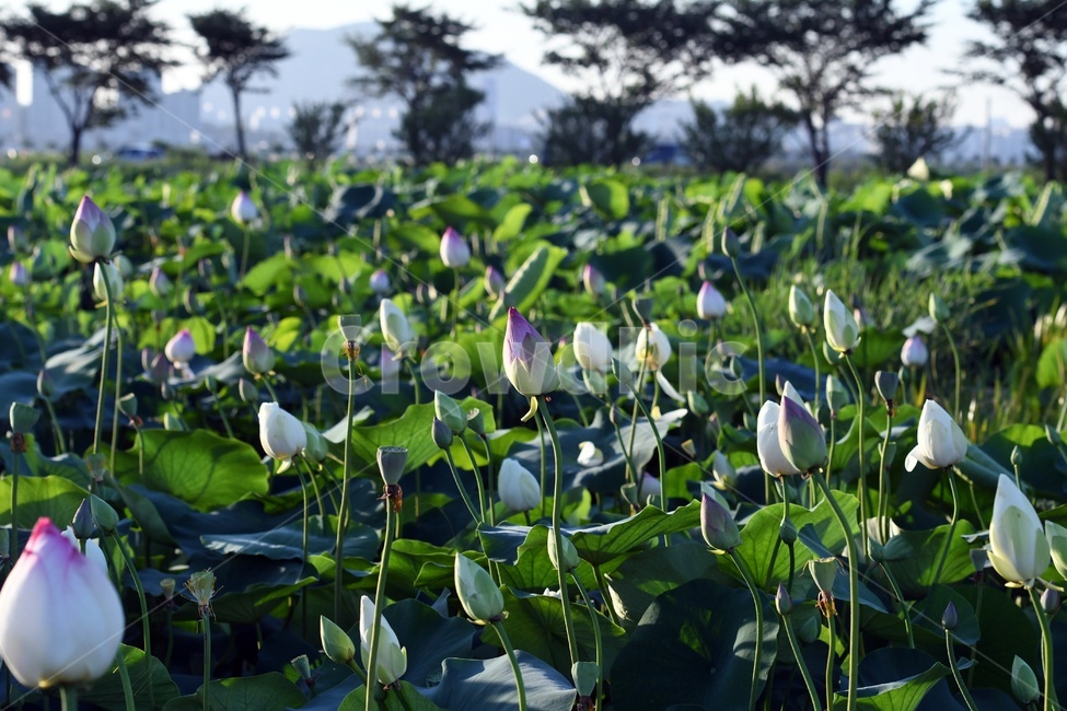 연못,수련,식물,자연,여름,정원,푸르른,물,수경식물,연못가,연못정원,plants,nature,연,연꽃,힐링,flower,감성,연잎,식물,자연,plants,nature,꽃,flower