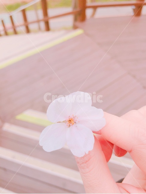 벚꽃잎,벚꽃,손,봄,봄배경,벚꽃배경