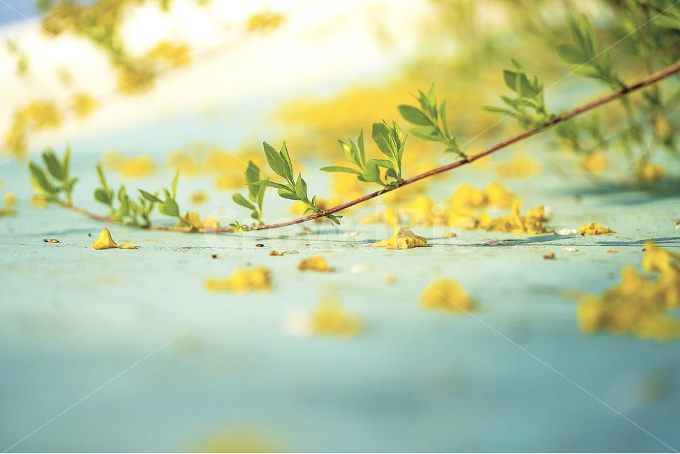봄,개나리,자연,풍경,감성,봄,계절,spring,season,식물,자연,plants,nature,꽃,flower,감성,sensible,feeling,leaf,잎,plant
