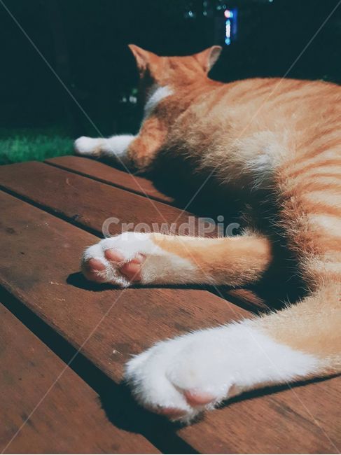 고양이,길고양이,코리안숏헤어,치즈태비,냐옹이,동물,포유류,중성화,휴식,밤,발바닥,젤리,cat,starycat,feralcat,koreanshorthair,cheesetabby,kitty,animal,mammal,rest,night