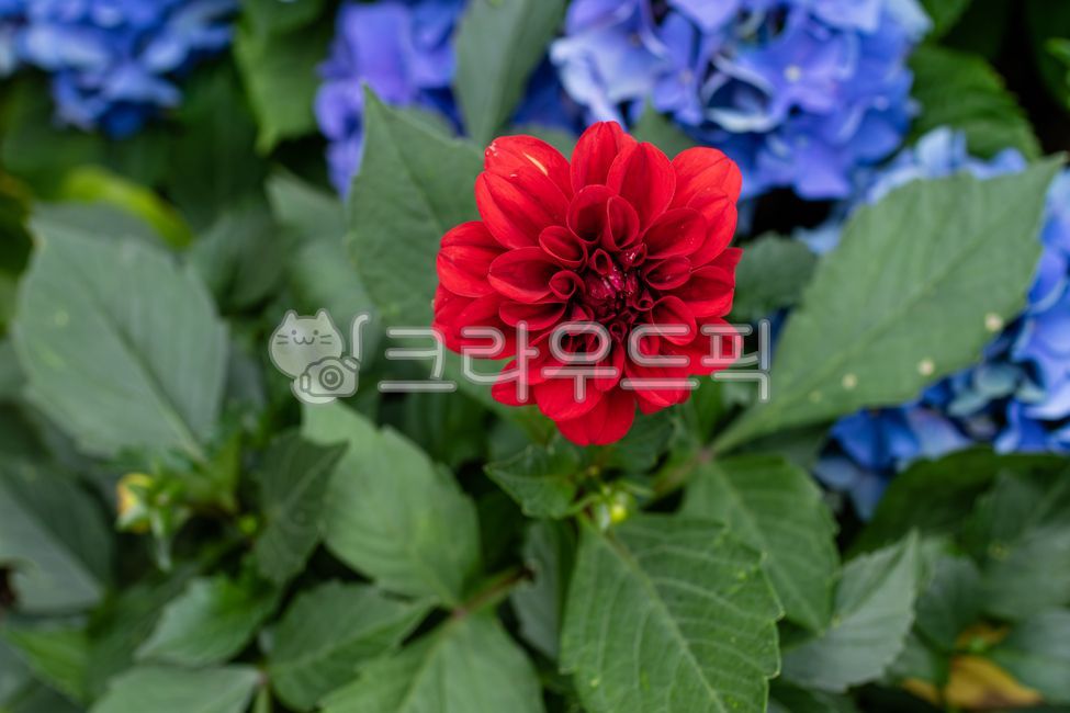 달리아,다알리아,빨간색,꽃잎,꽃,여러해살이풀,초록색,잎,식물,자연,flower,red,petal,green,leaf,plant,nature,dahlia