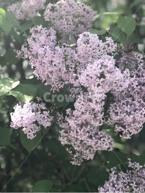 자연,식물,꽃,향기,라일락,햇살,봄,봄꽃,꽃나무,보라색,연보라,nature,plant,blossom,flower,spring,sunshine,lilac,purple,식물,자연,plants,nature,꽃,flower
