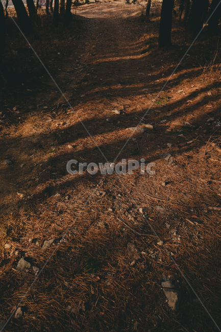 outdoors,자연,nature,풍경,옥외,landscape,경치,ground,바닥,그림자,가을