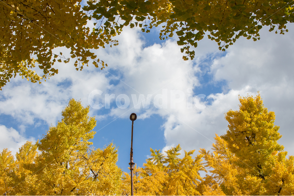 가을,가을풍경,은행나무,은행,풍경,한국풍경,노랑,가을,계절,fall,autumn,season