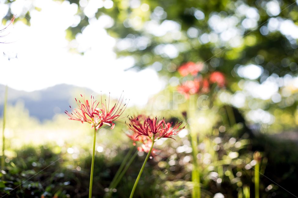 불갑사,꽃무릇,상사화,붉은꽃,꽃,식물,자연,plants,nature,꽃,flower