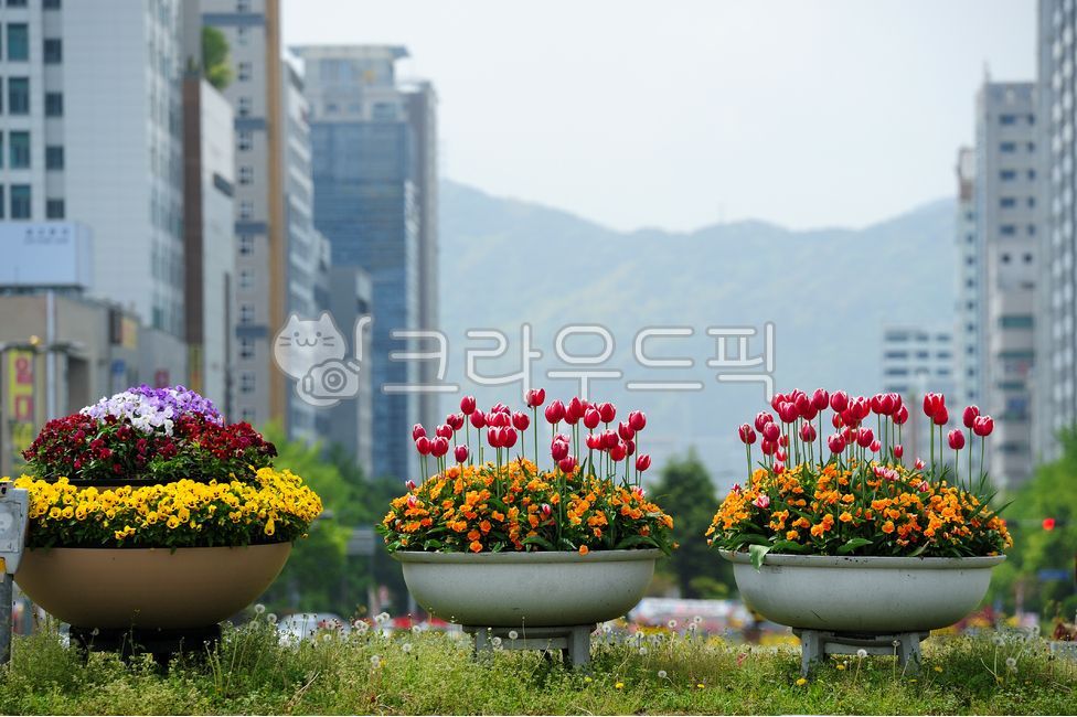 튤립,꽃,도시,빌딩,꽃다발